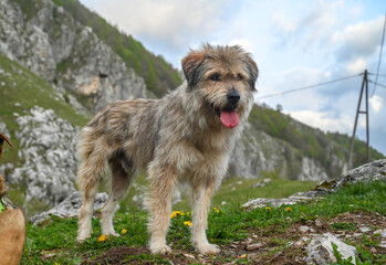 Cute shaggy dog on the mountain. Abandoned dogs in nature.