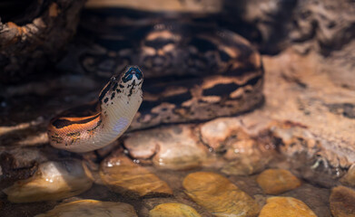 Detail of the Acrantophis dumerili snake's head.
