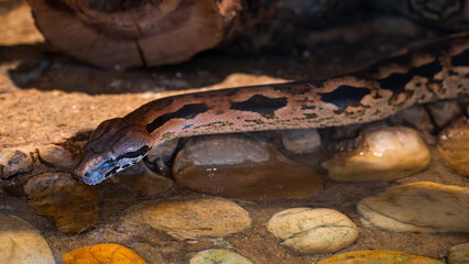 Detail of the Acrantophis dumerili snake's head.