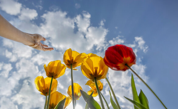 Hand of woman reaching toward clouds floating over blooming tulips