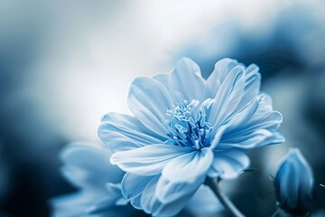 Obraz premium Soft sweet blue flower for love romantic dreamy background , fresh and relax concept
