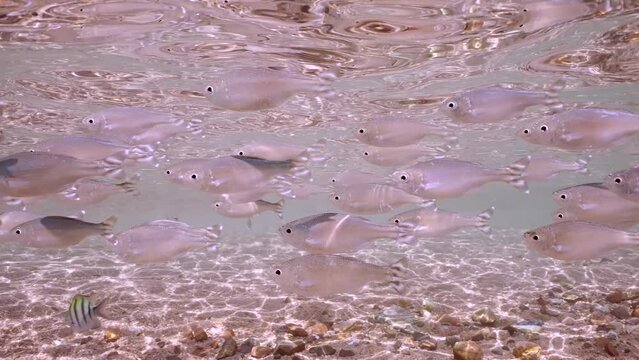 Shoal of Barred flagtail, Fiveband flagtail or Five-bar flagtail (Kuhlia mugil) floats in shallow water under surface over sandy-roky bottom on bright sunny day in sunbeams, Closeup, Slow motion