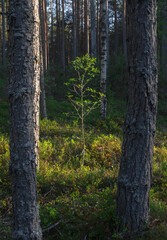 Evening in a pine forest in summer.