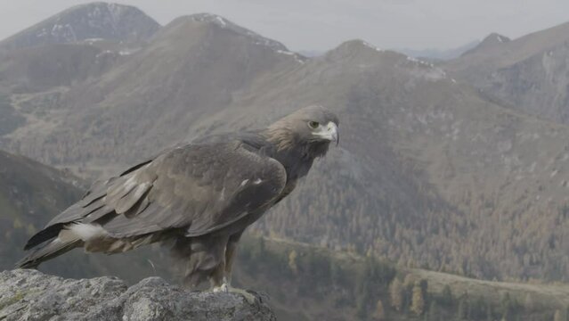 Steinadler, golden eagle, Greifvogel