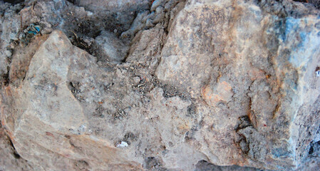 Fototapeta premium stone and wall texture and vegetation