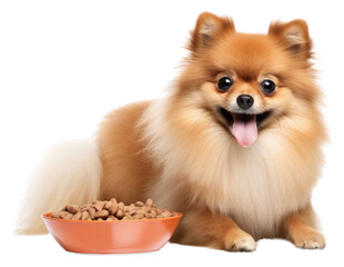 Obraz premium PNG Pomeranian dog mammal animal.