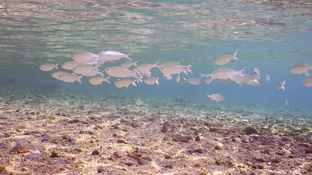 Shoal of Barred flagtail, Fiveband flagtail or Five-bar flagtail (Kuhlia mugil) swims in blue water over sandy-stony bottom on sunny day in sunlight, Slow motion