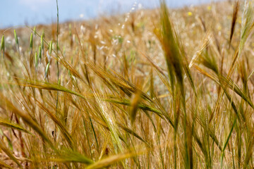 barley semi dried then to be harvested for sheeps and lambs