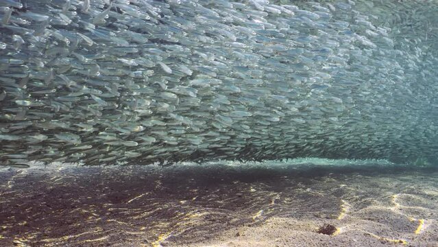 Millions of Hardyhead Silverside fish lined up in many-kilometer chain along shore in shallow water over sandy bottom casting shadow over seabed in bright sunlight, panorama, slow motion