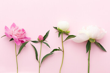 White and pink peonies on a pink background. Top view. Space for text.