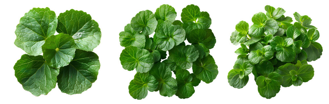 Indian pennywort set PNG. Indian pennywort PNG. Centella asiatica plant PNG for skin hydration and reparation. Luscious pennywort plant top view isolated. Skin nourishing Centella asiatica plant PNG