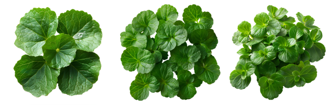Indian pennywort set PNG. Indian pennywort PNG. Centella asiatica plant PNG for skin hydration and reparation. Luscious pennywort plant top view isolated. Skin nourishing Centella asiatica plant PNG