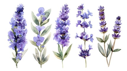 Naklejka premium Delicate Watercolor Paintings of Fragrant Lavender Sprigs on White Background