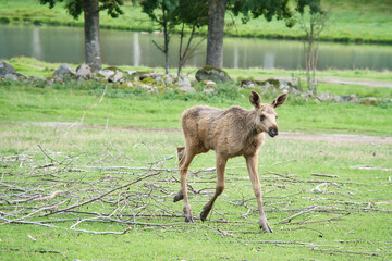 Moose baby in motion on a meadow. Young animal from the forest. King of the forest