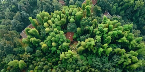 Aerial photography of Chinese bamboo forest, with an open space in the center, real photography, focal length , generated with AI