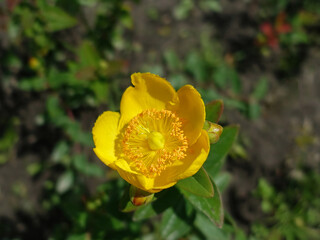 Yellow flower with stamens close up from the above
