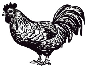 PNG Chicken poultry animal black.