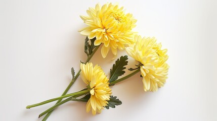 Pure Chrysanthemum Spice: Top-Down Close-Up on Isolated Natural Plant