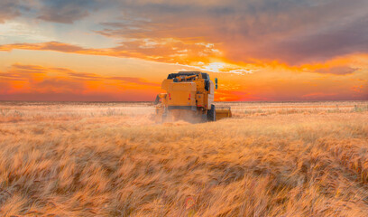 Combine harvester harvesting wheat field with amazing sunset sky