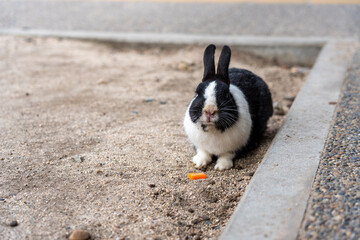 広島の大久野島（うさぎの島）のうさぎが1匹
