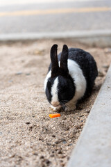 広島の大久野島（うさぎの島）のうさぎが1匹