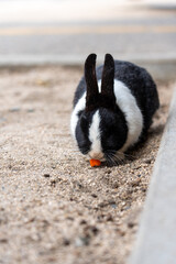 広島の大久野島（うさぎの島）のうさぎが1匹