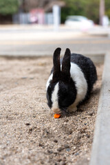広島の大久野島（うさぎの島）のうさぎが1匹
