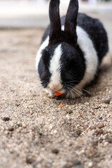 広島の大久野島（うさぎの島）のうさぎが1匹