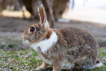 広島の大久野島（うさぎの島）のうさぎが1匹