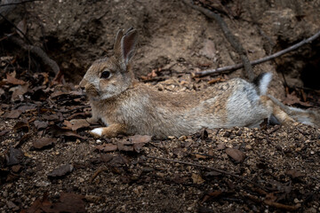 広島の大久野島（うさぎの島）のうさぎが1匹