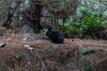 広島の大久野島（うさぎの島）の赤ちゃんうさぎが1匹