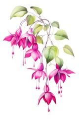Fuchsia, Watercolor Floral Border, watercolor illustration, isolated on white background