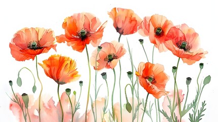 Naklejka premium Vibrant Watercolor Paintings of Lush Red Poppies on Crisp White Background