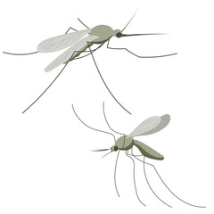 Small mosquito insect. Illustration in flat, simple, cartoon style