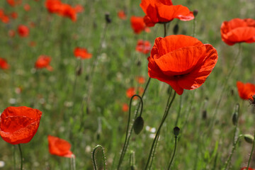 bright red poppies on a green background in sunny weather