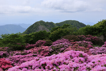 鶴見岳の満開のミヤマキリシマ