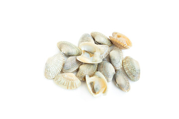 Undulated surf clams (Paphia undulata) isolated on white background, Raw food, Seafood