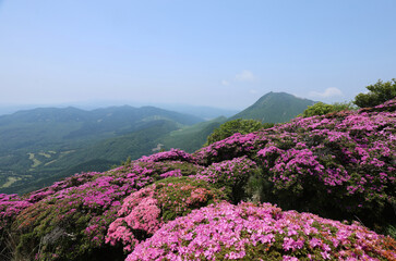 鶴見岳から見た満開のミヤマキリシマと由布岳（快晴)