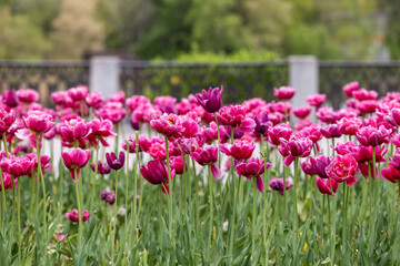Pink tulips in a flowerbed against the background of a stone fence