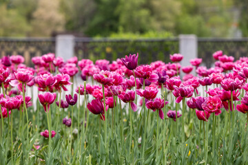 Fototapeta premium Pink tulips in a flowerbed against the background of a stone fence