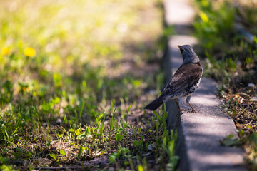 Close view of a thrush in the garden