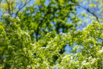 Blooming tree branches against a blue sky