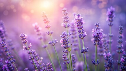 Obraz premium Purple Lavender Blur: A soft purple blurred background that evokes the calming essence of lavender fields in bloom. 