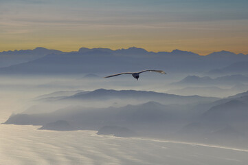 birds in the sky at sunset