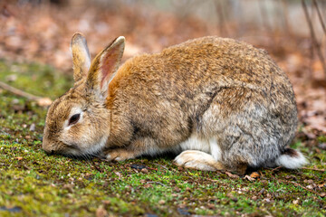 広島の大久野島（うさぎの島）のうさぎが1匹