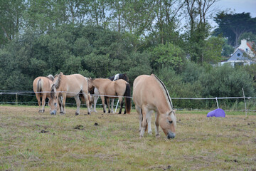 Jolis chevaux blonds dans un pré en Bretagne