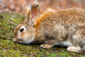 Fototapeta premium 広島の大久野島（うさぎの島）のうさぎが1匹