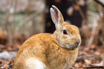 広島の大久野島（うさぎの島）のうさぎが1匹