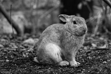 広島の大久野島（うさぎの島）のうさぎが1匹