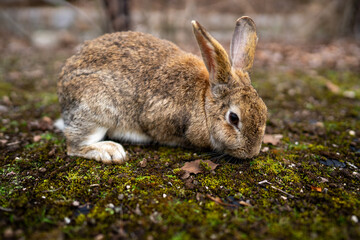 広島の大久野島（うさぎの島）のうさぎが1匹